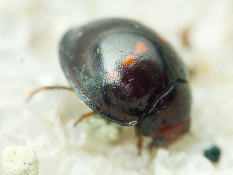 Chilocorus bipustulatus (Linnaeus, 1758)